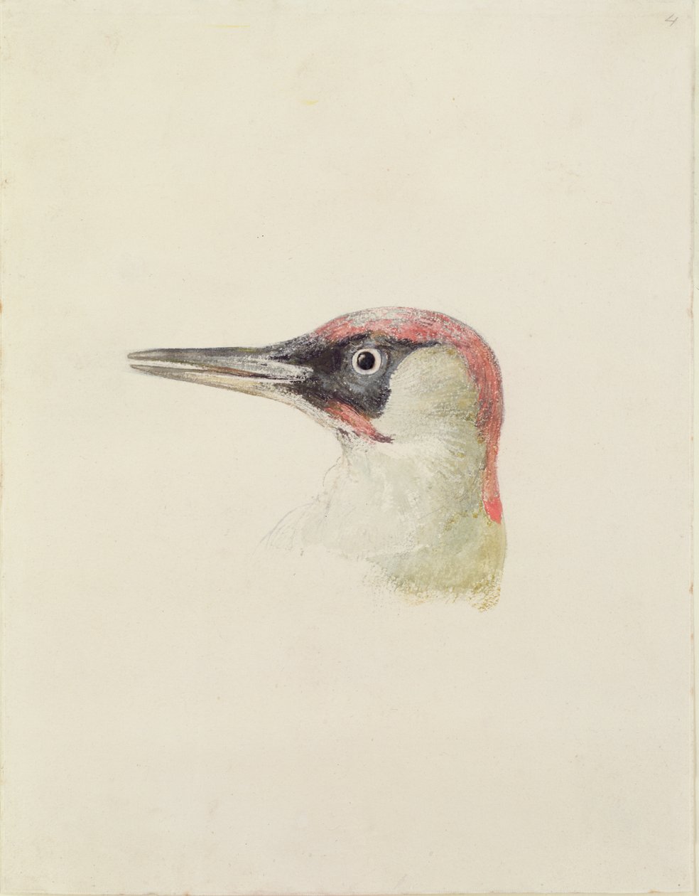 Specht, aus dem Farnley Buch der Vögel, ca. 1816 von Joseph Mallord William Turner