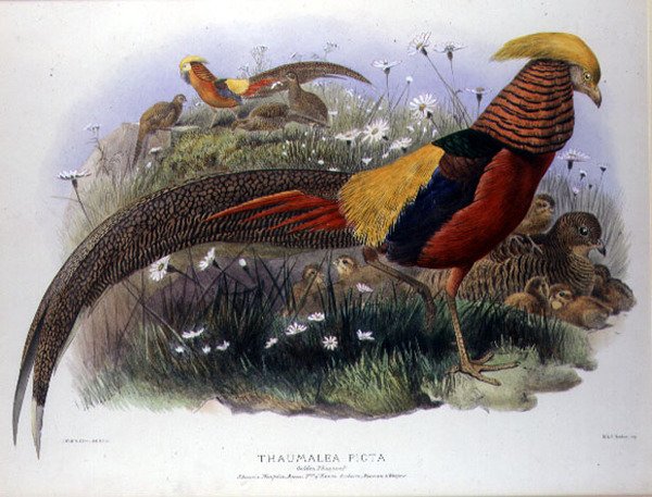 Thaumalea picta (Goldfasan), graviert von M. & N. Hanhart von Joseph and Smit J. Wolf
