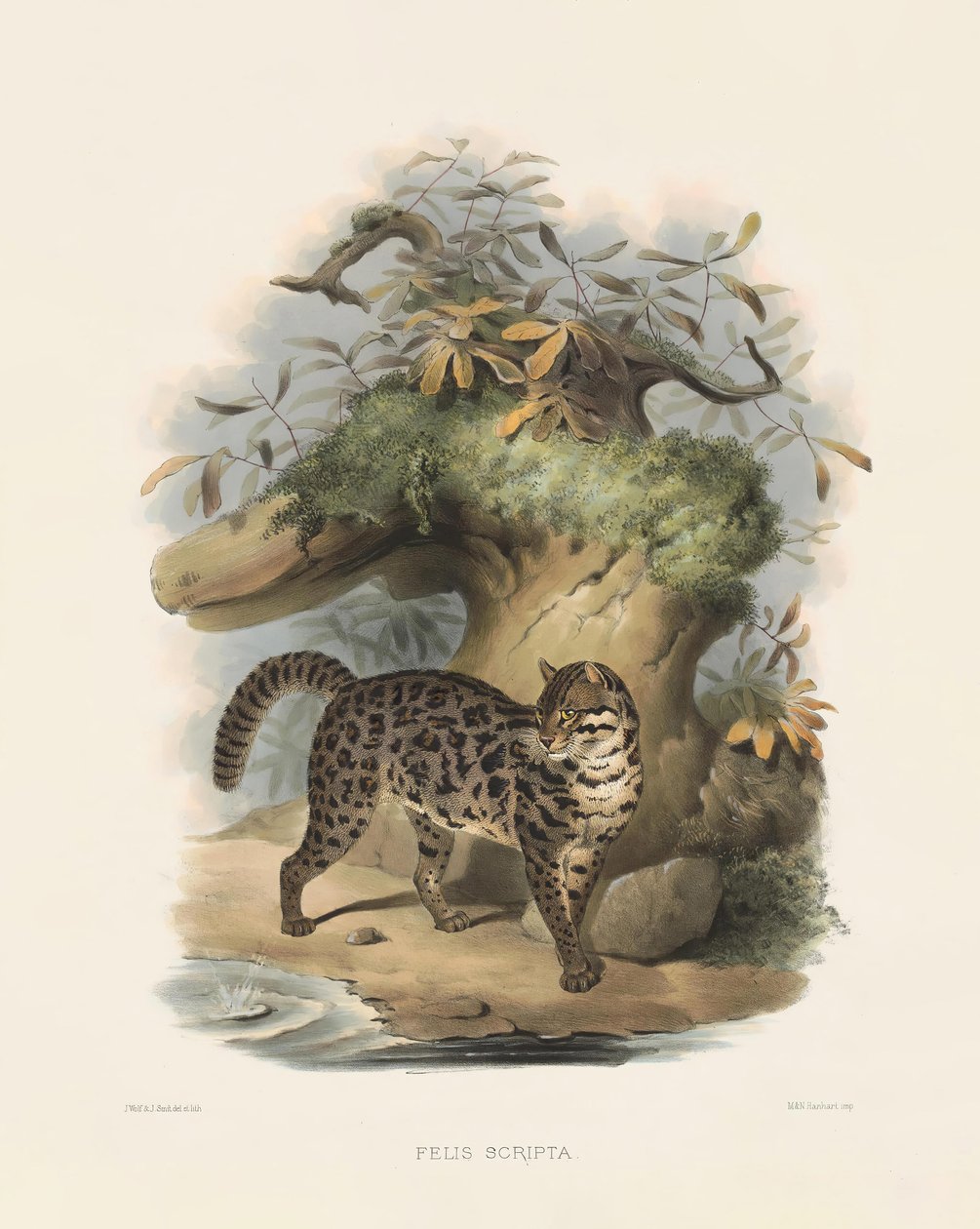 Asiatische Leopardkatze (Felis scripta) von Joseph Wolf