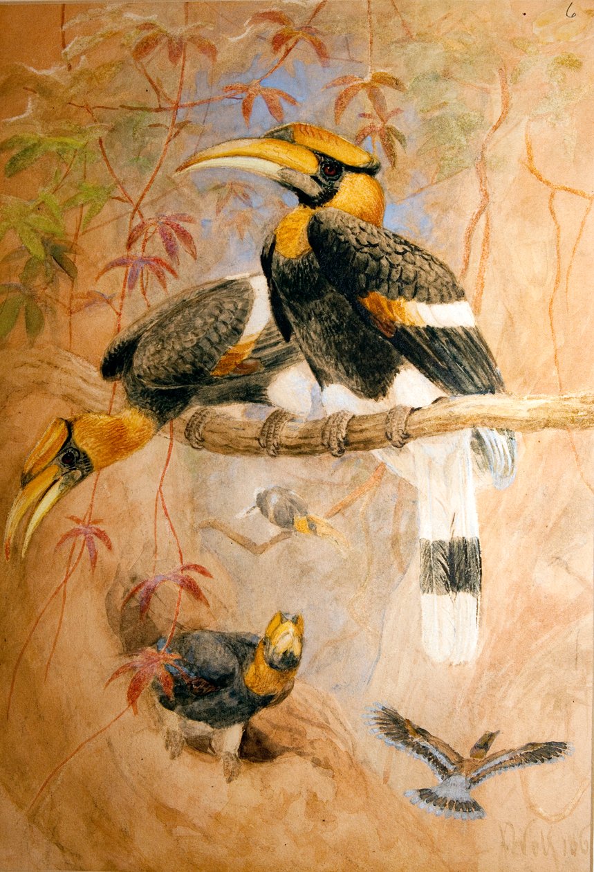 Konkav-Helmhornvogel (Dichoceros bicornis), 1856-67 von Joseph Wolf