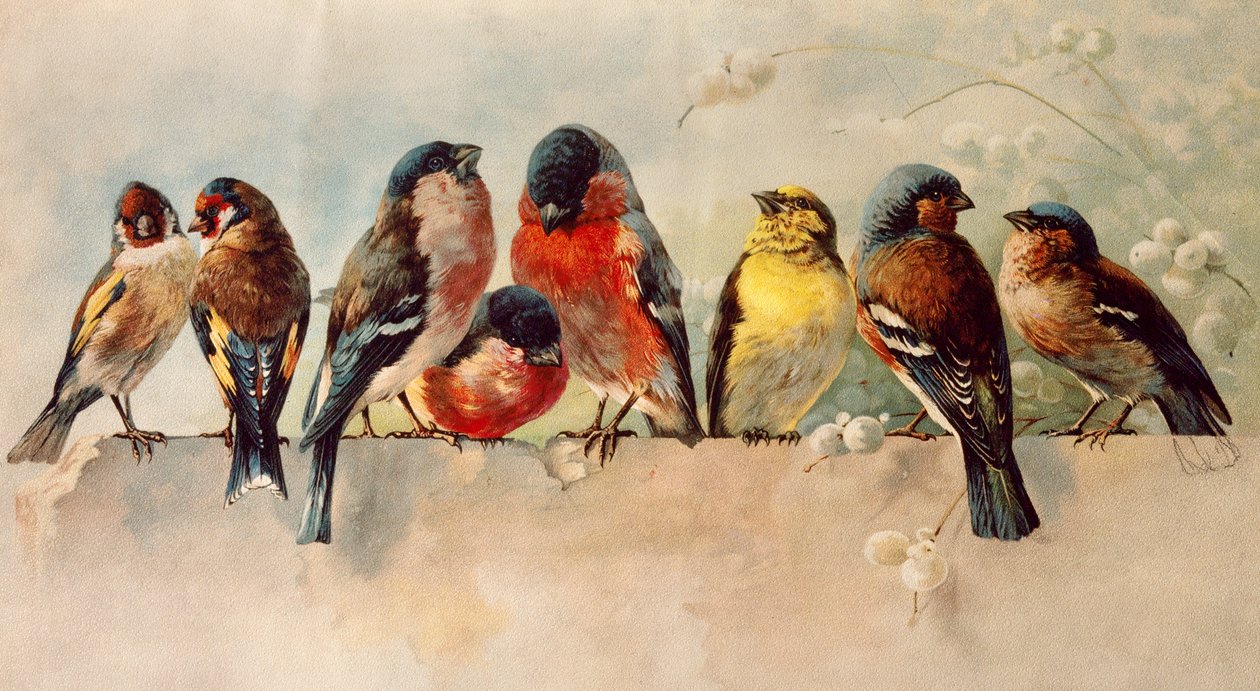 Vögel von Josse Photo