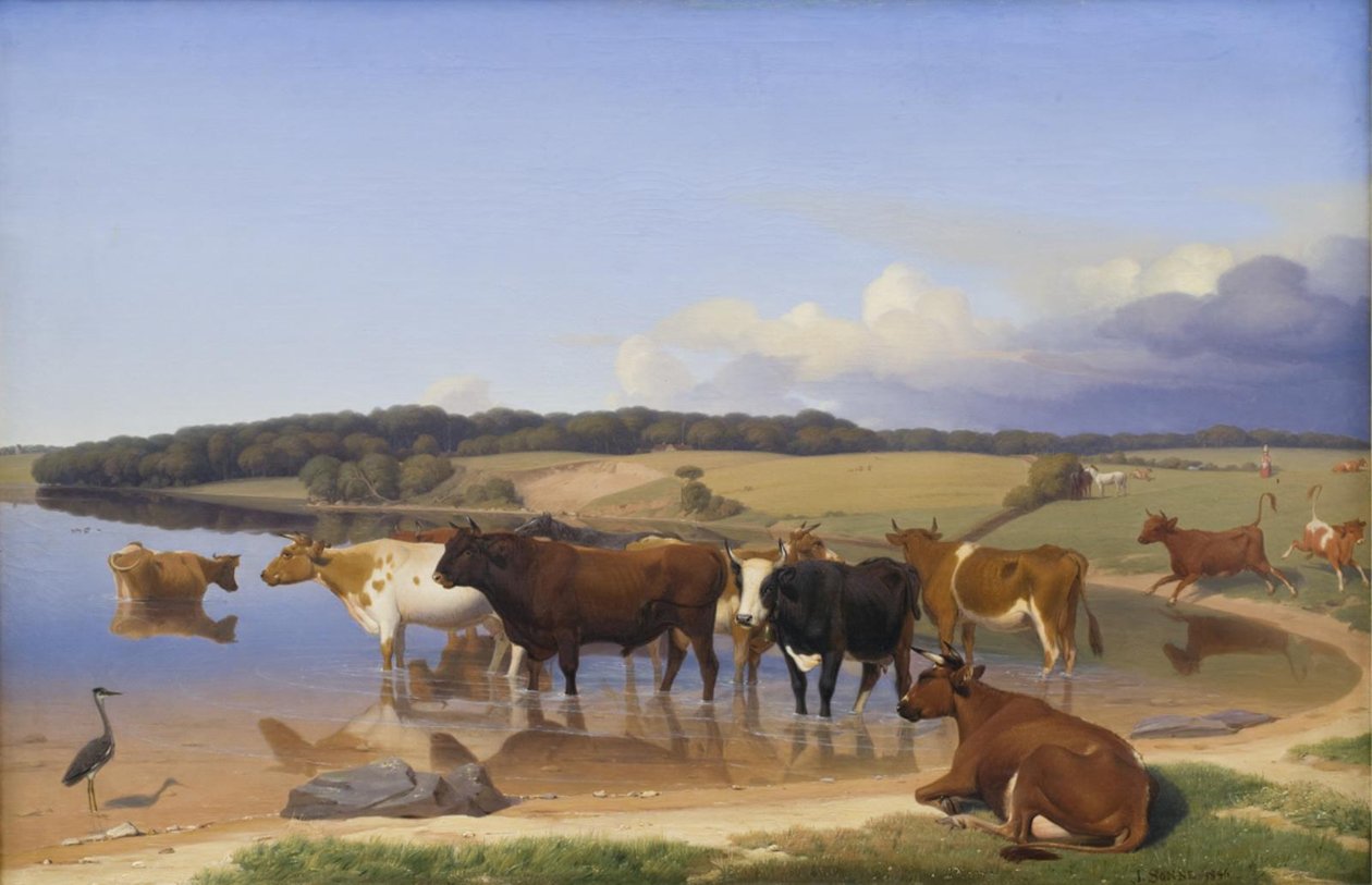 Eine Herde Kühe sucht an einem heißen Sommertag Abkühlung in einem See von Jørgen V. Sonne