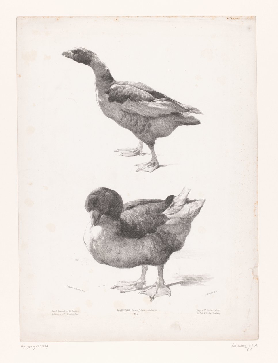 Studie einer Gans und einer Ente von Jules Joseph Augustin Laurens