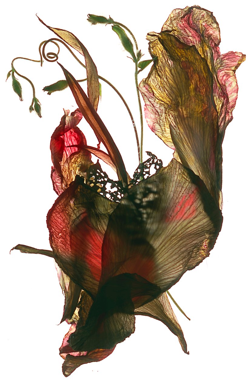 Morning Glory Canna Heart, 2012 von Julia McLemore
