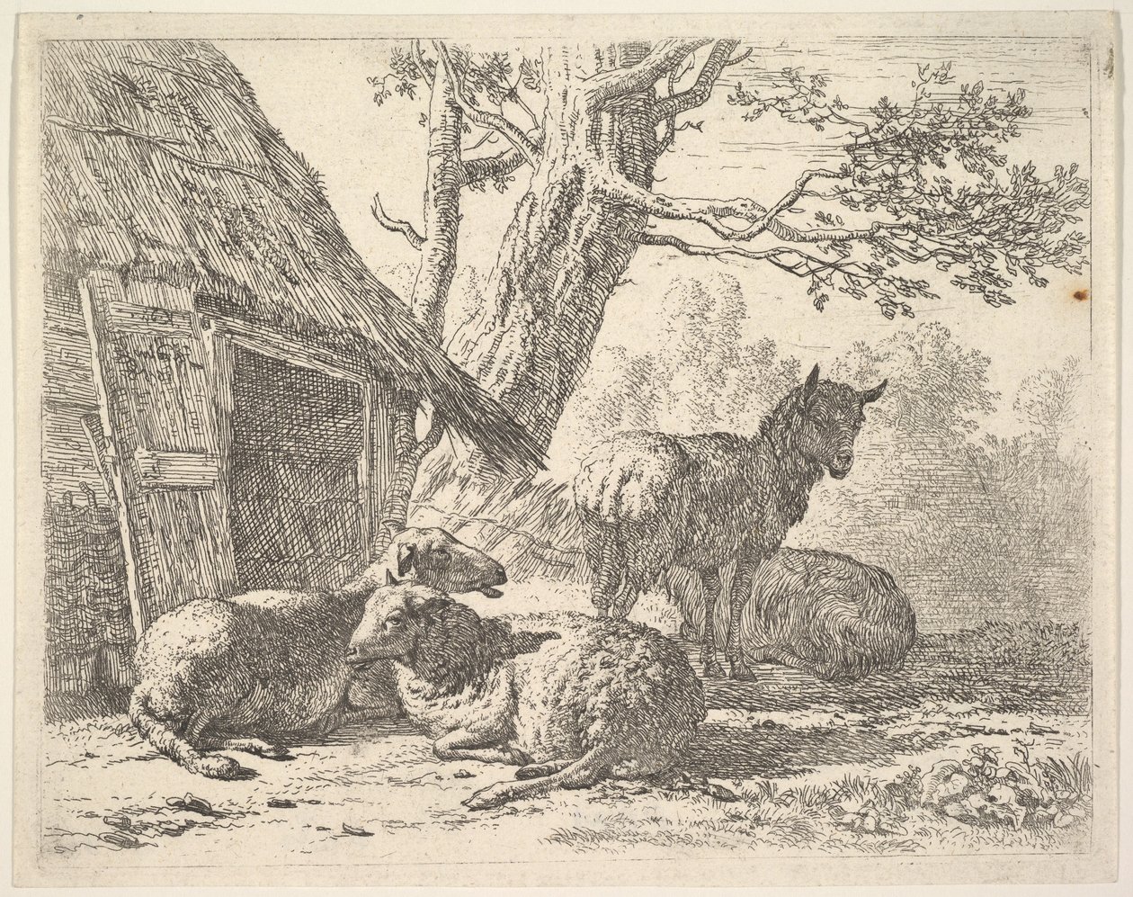 Vier Schafe, eines steht unter drei anderen, die auf dem Boden neben einem Schuppen liegen, 1658 von Karel Du Jardin