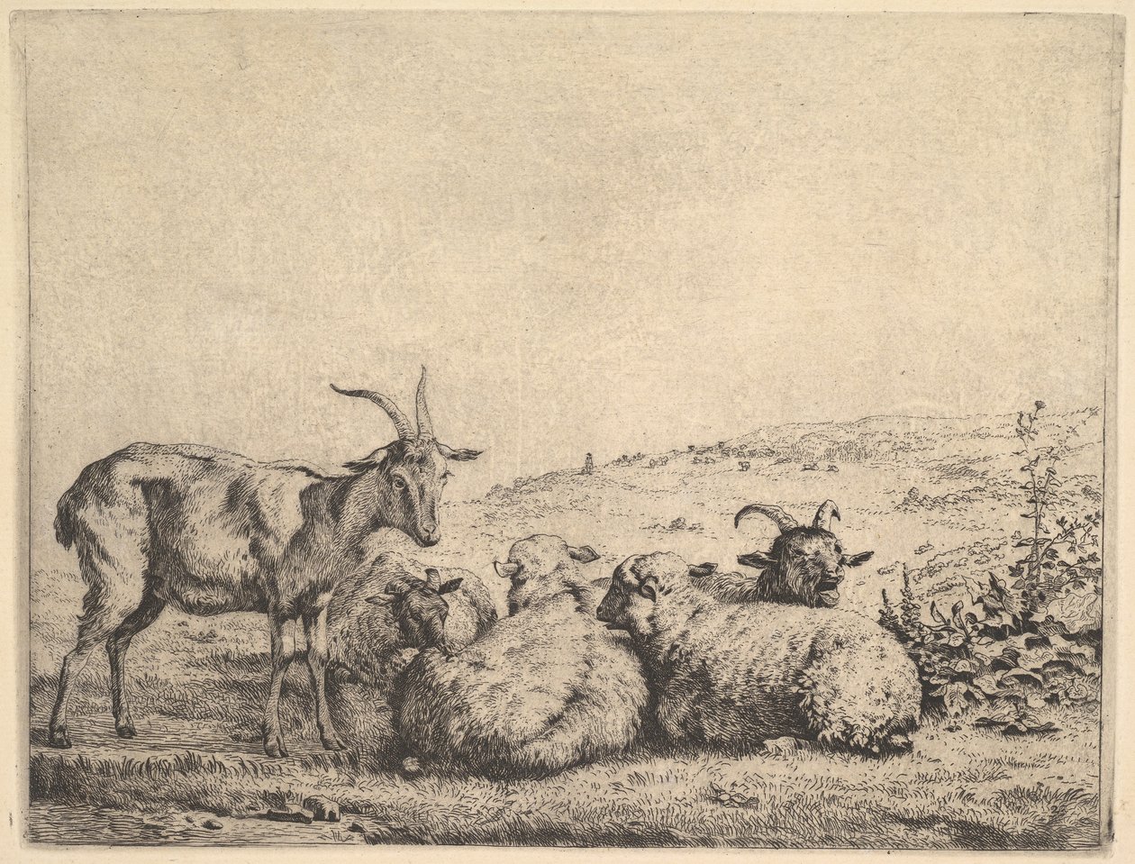 Zwei Ziegen und drei Schafe, 1655 von Karel Du Jardin