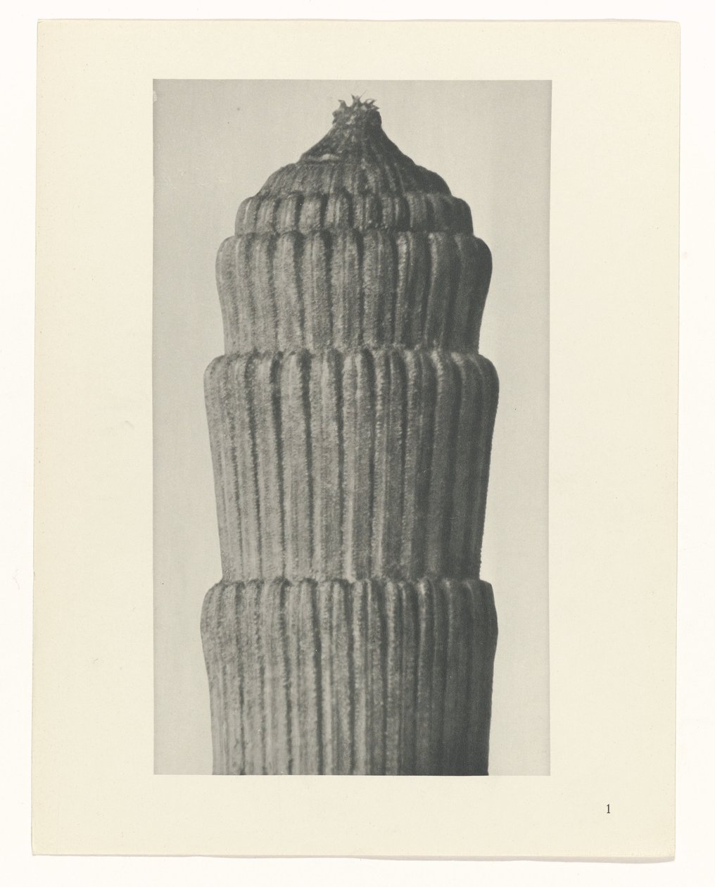 Pflanzenstudie, Equisetum hiemale Urformen der Kunst (Serientitel) von Karl Blossfeldt
