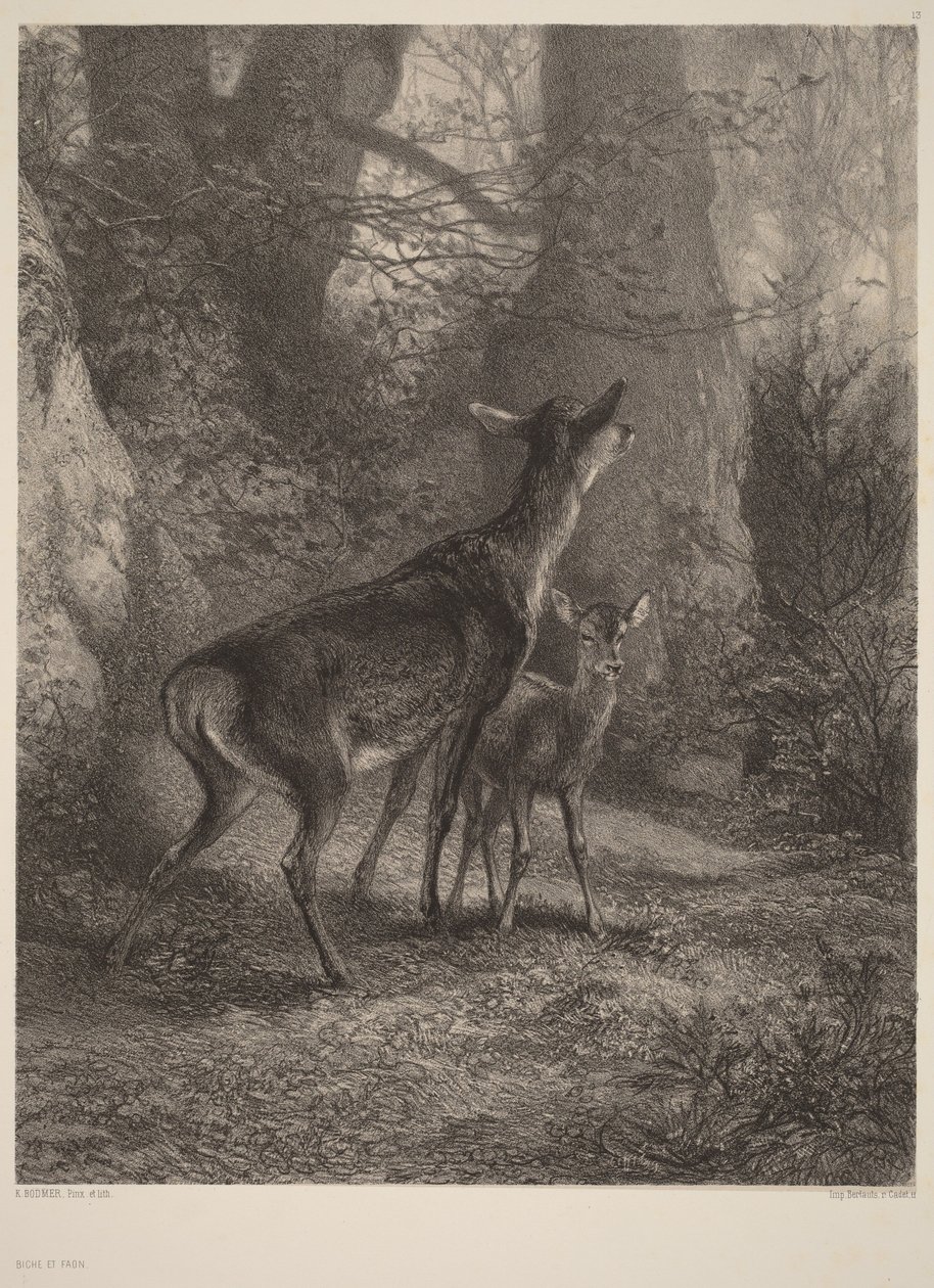 Hirschkuh und Rehkitz von Karl Bodmer