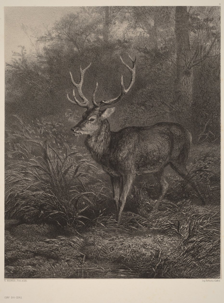Zehn-Ender Hirsch von Karl Bodmer