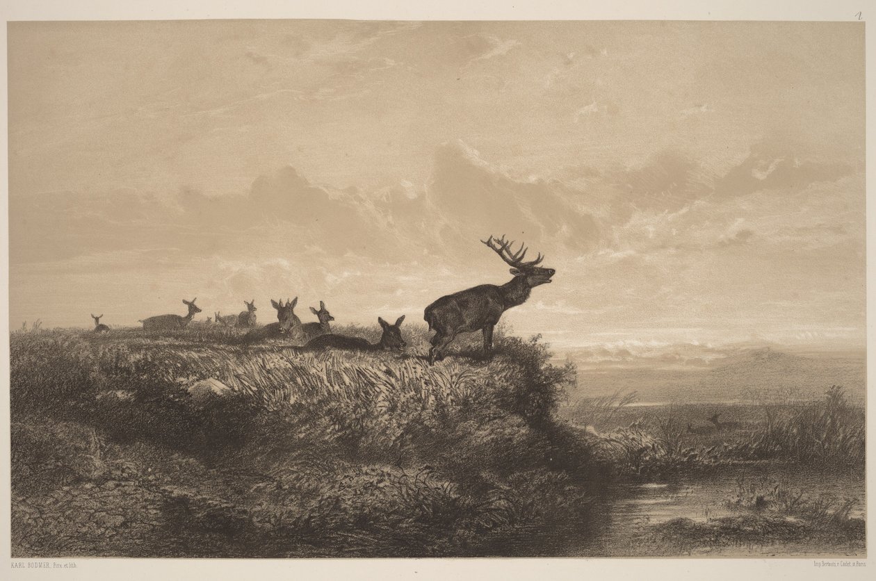 Der Morgen. Hirsch und Hirschkühe von Karl Bodmer