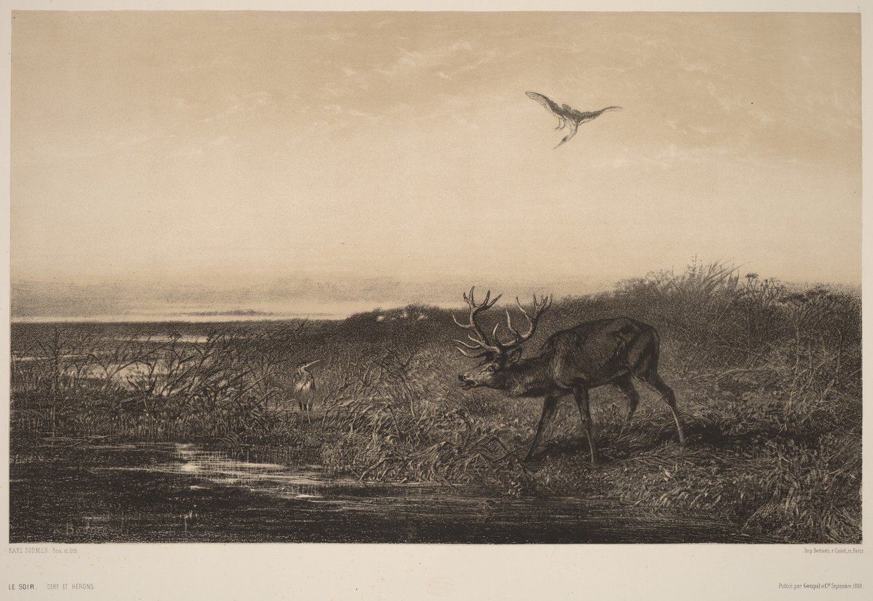 Der Abend. Hirsch und Reiher von Karl Bodmer