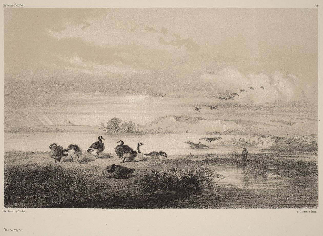 Wilde Gänse von Karl Bodmer