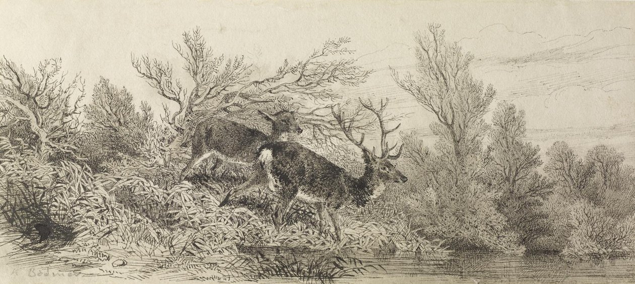Hirsch im Wald von Karl Bodmer