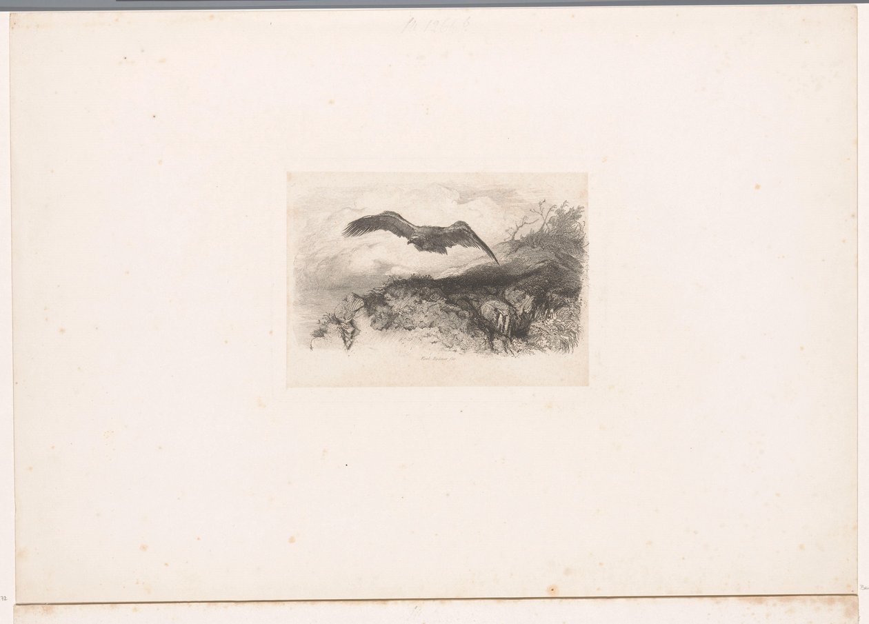 Fliegender Adler von Karl Bodmer