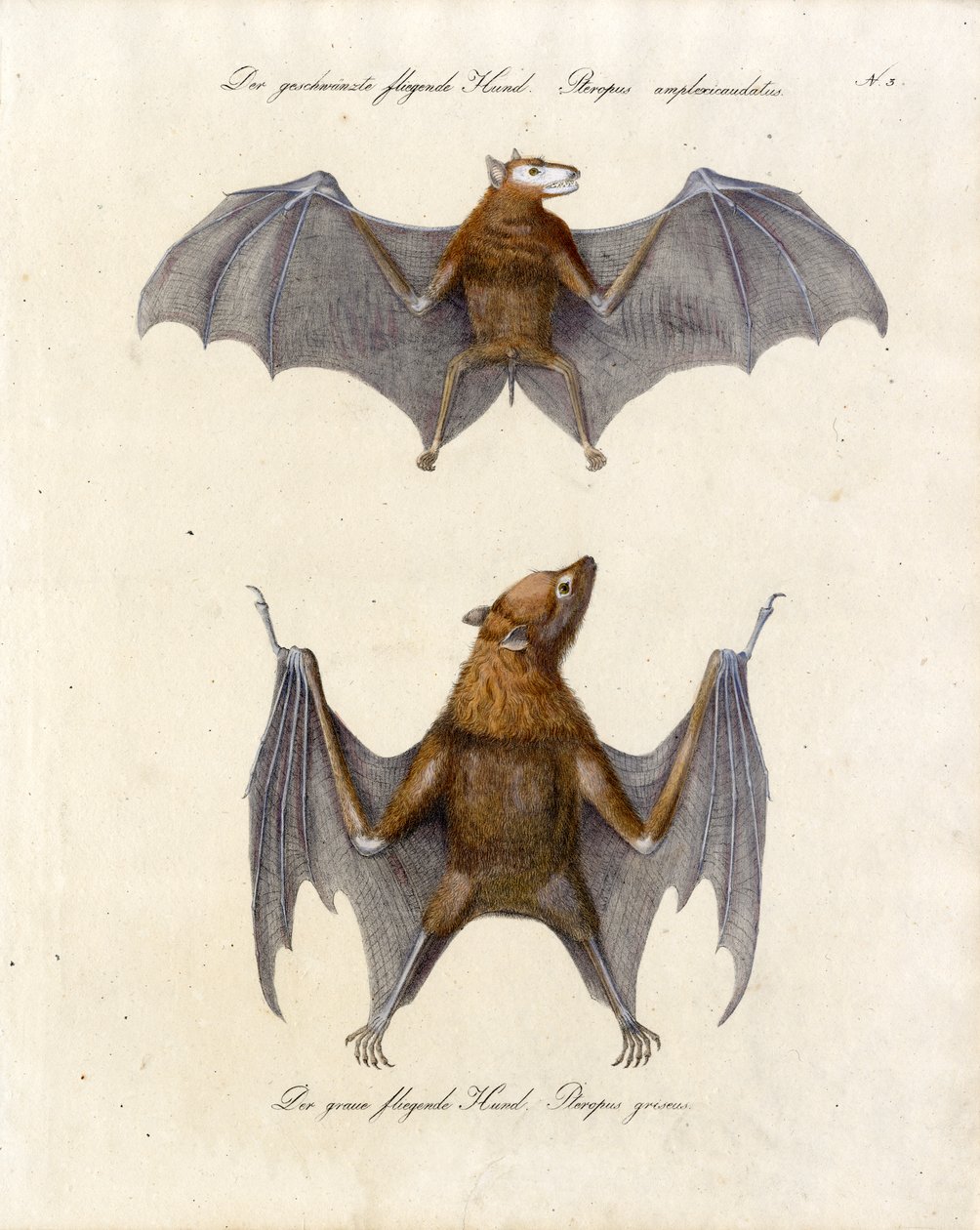 Flughunde von Karl Joseph Brodtmann