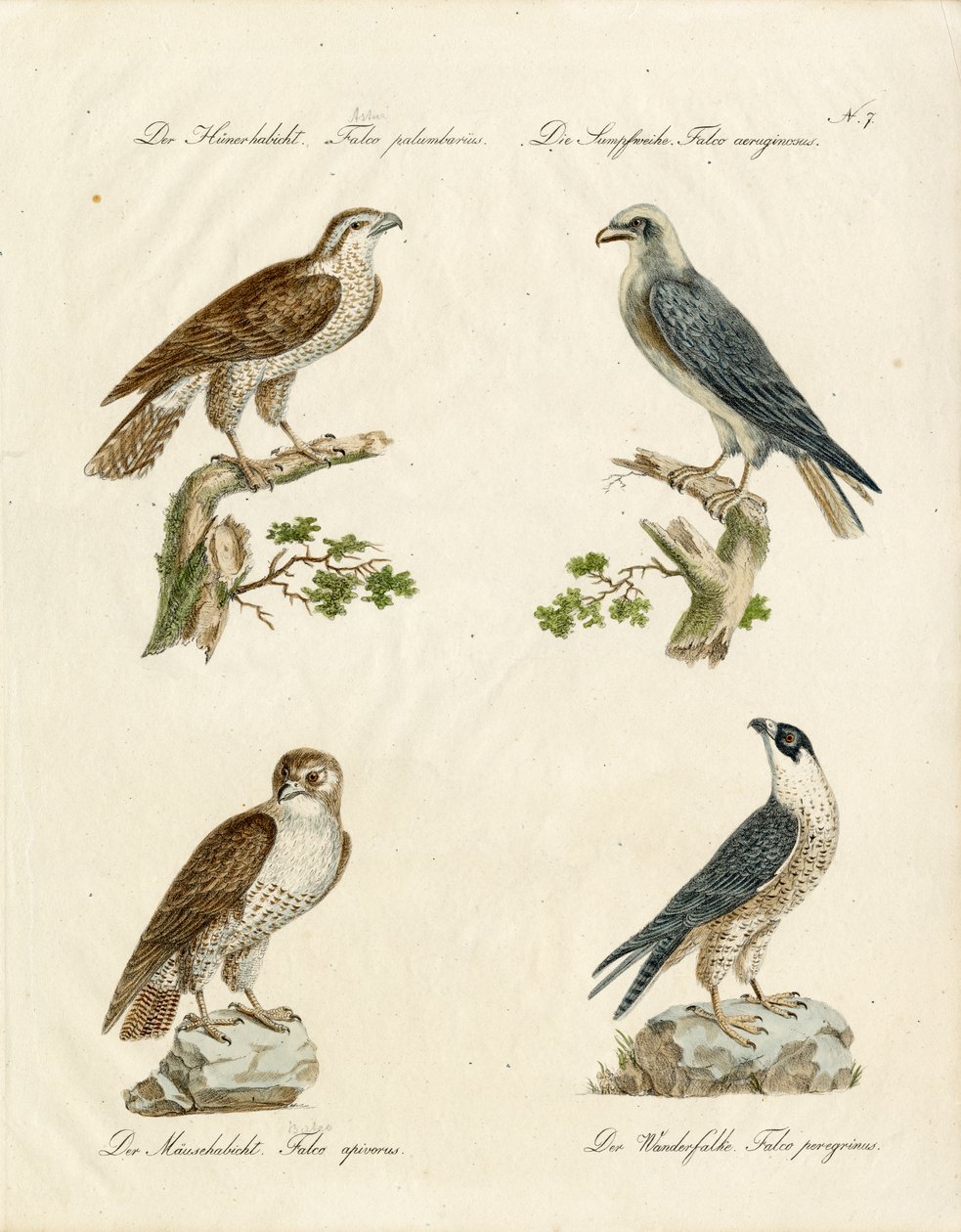 Habicht und Turmfalke von Karl Joseph Brodtmann