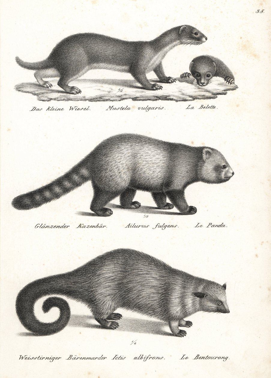 Mauswiesel, Roter Panda und Binturong von Karl Joseph Brodtmann