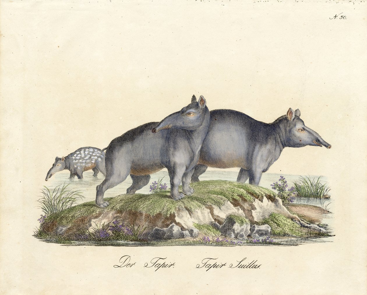 Tapir und Paka von Karl Joseph Brodtmann