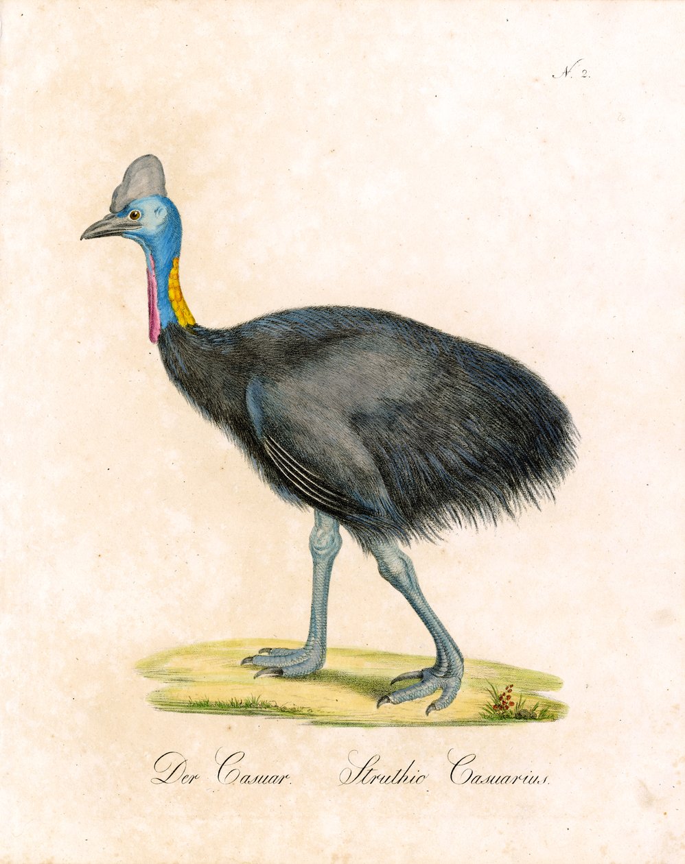Der Kasuar von Karl Joseph Brodtmann