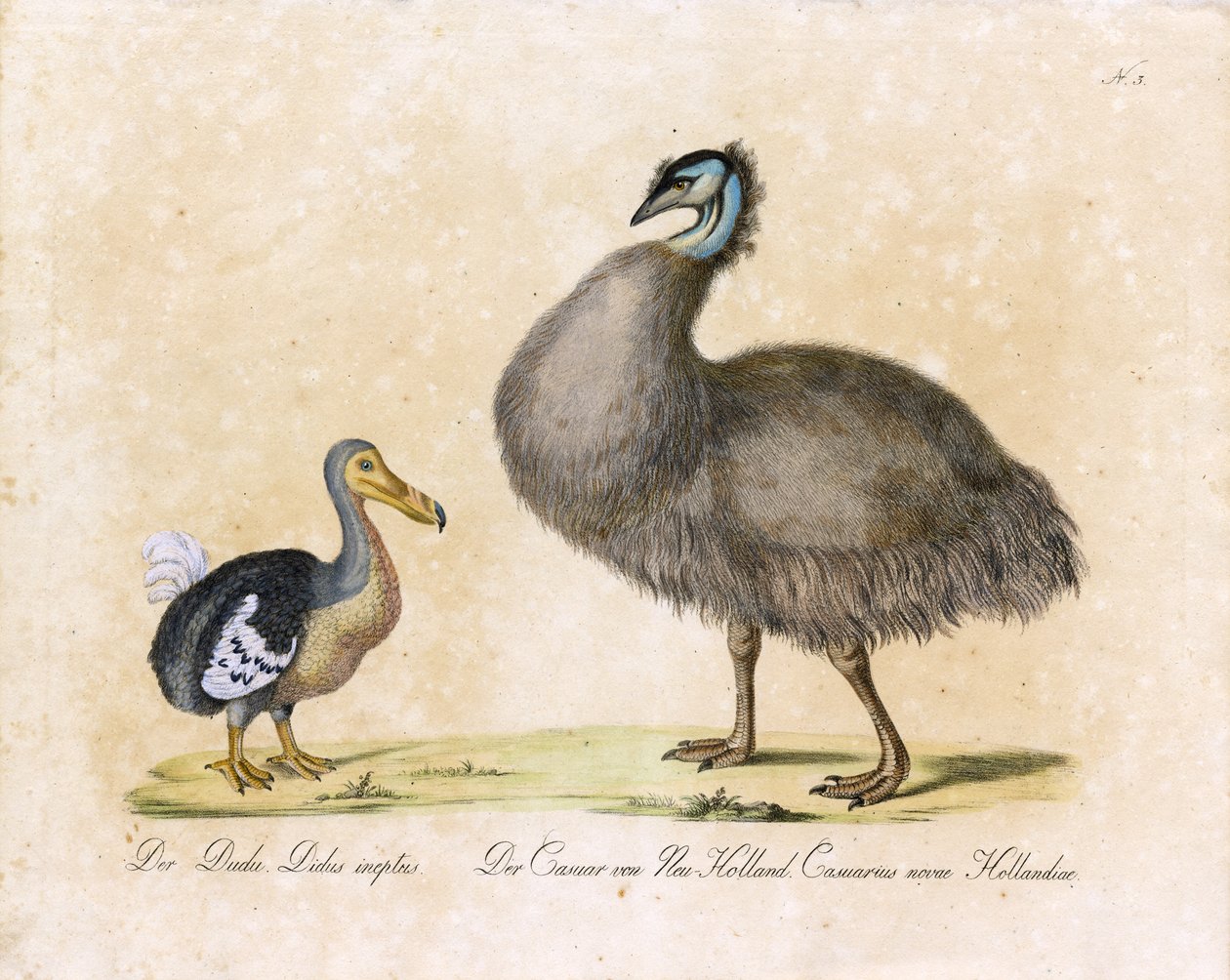 Der Dodo und der Kasuar von Neu-Holland von Karl Joseph Brodtmann