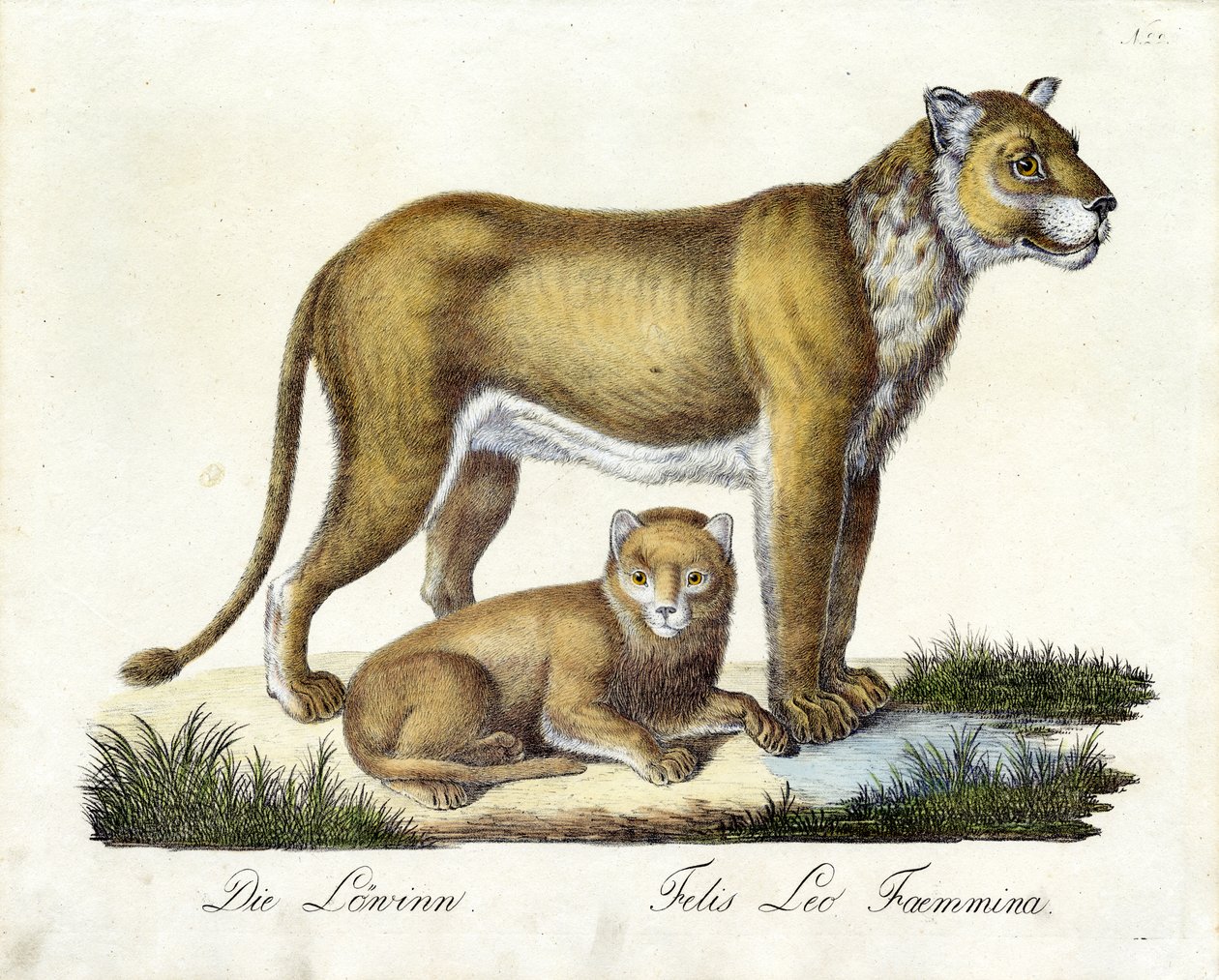 Die Löwin mit Jungem von Karl Joseph Brodtmann