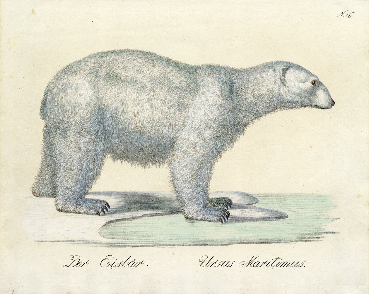 Der Eisbär von Karl Joseph Brodtmann