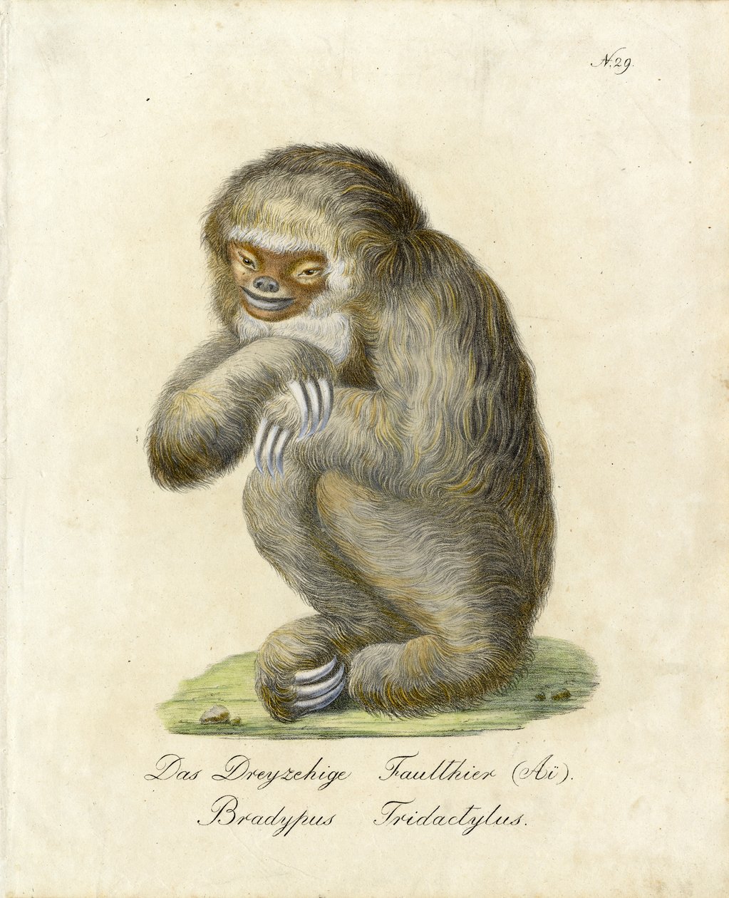 Dreizehiges Faultier von Karl Joseph Brodtmann