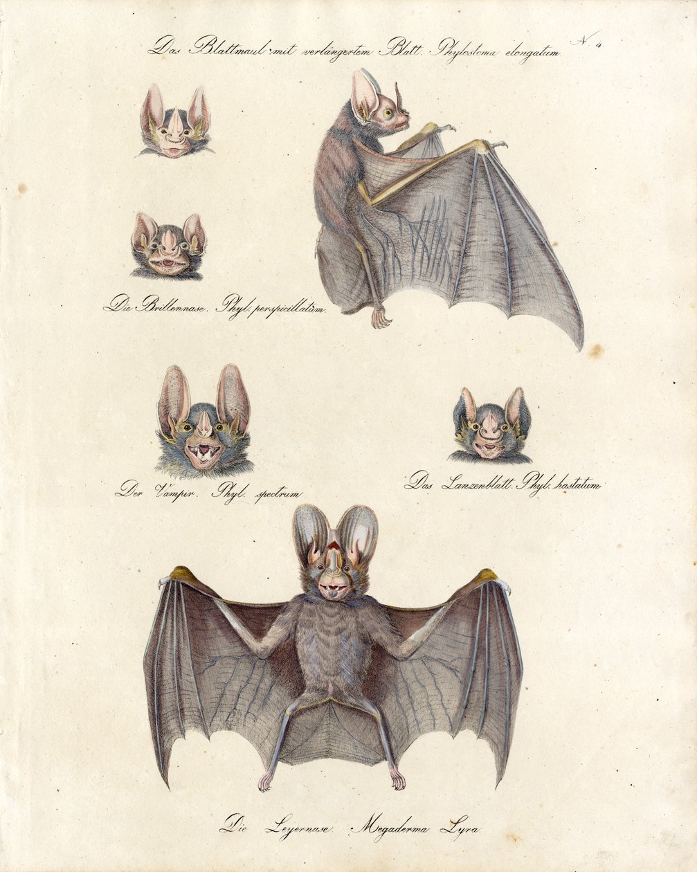 Verschiedene Fledermausarten von Karl Joseph Brodtmann