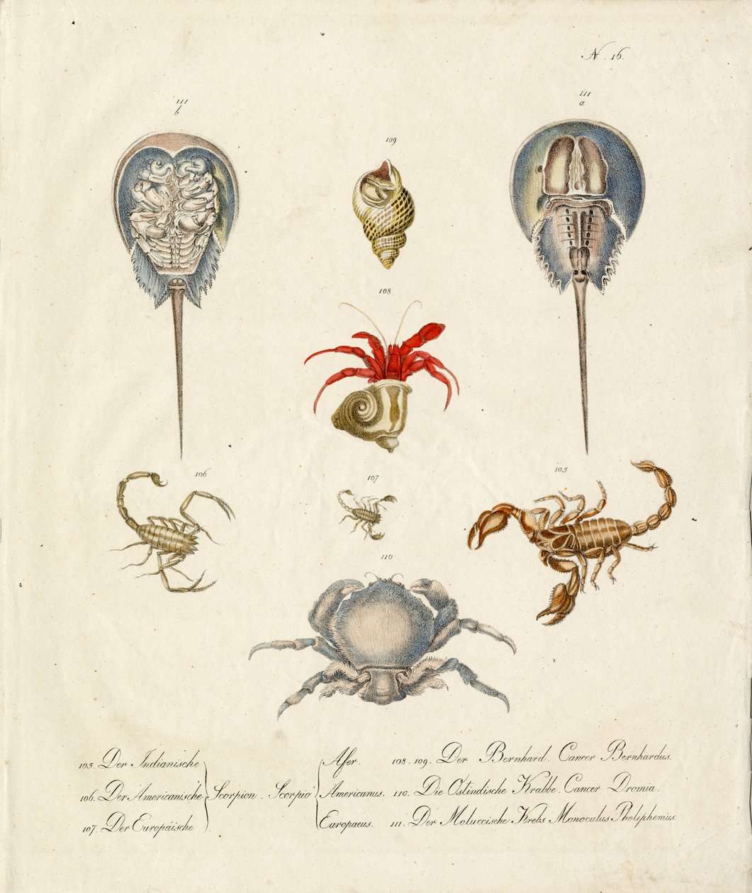 Verschiedene Krustentiere und Meereslebewesen von Karl Joseph Brodtmann