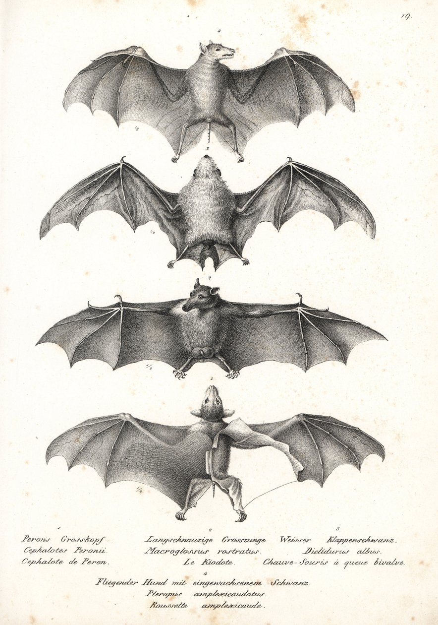 Westlicher Nacktrücken-Flughund, Langzungen-Nektar-Fledermaus, Nördliche Geisterfledermaus und Geoffroys Rousette von Karl Joseph Brodtmann