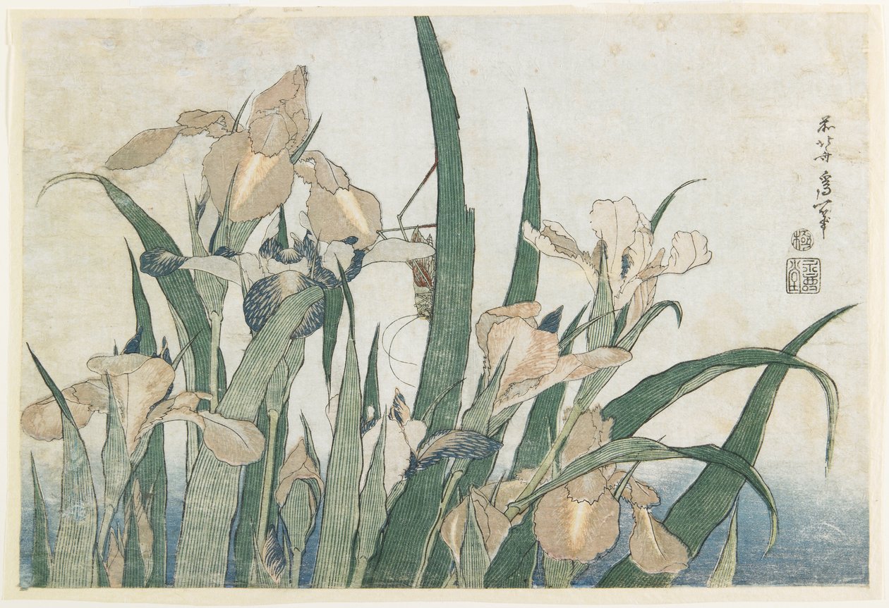Irisblumen und Heuschrecke, ca. 1830-31 von Katsushika Hokusai