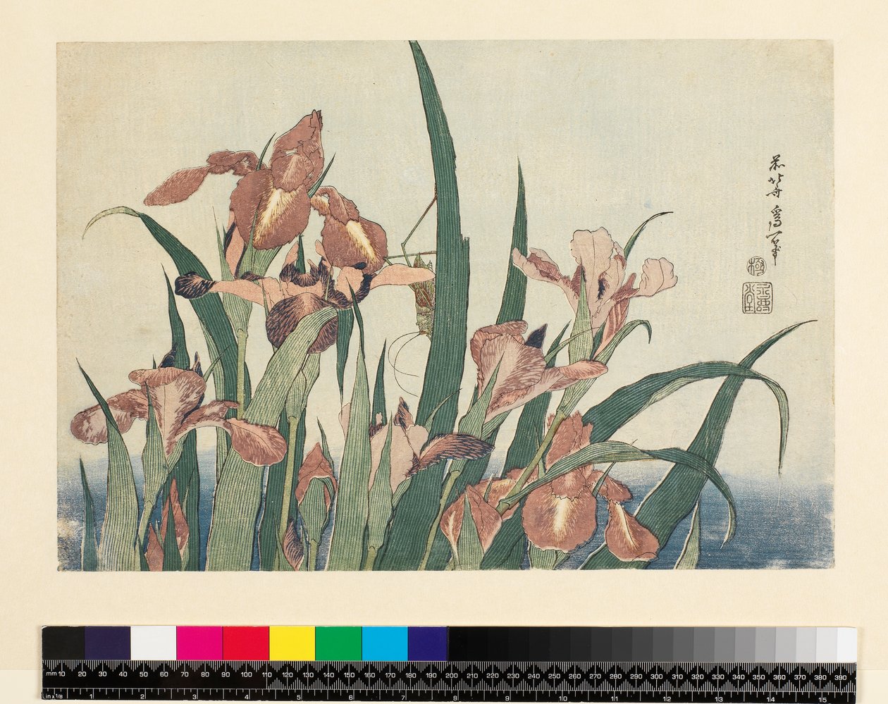 Schwertlilien und Heuschrecke, veröffentlicht von Nishimura Eijudo, ca. 1832 (yoko-e - horizontales Format, Farbholzschnitt) von Katsushika Hokusai