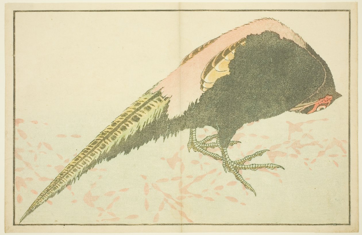Männlicher Fasan, aus Das Bilderbuch der realistischen Malereien von Hokusai von Katsushika Hokusai