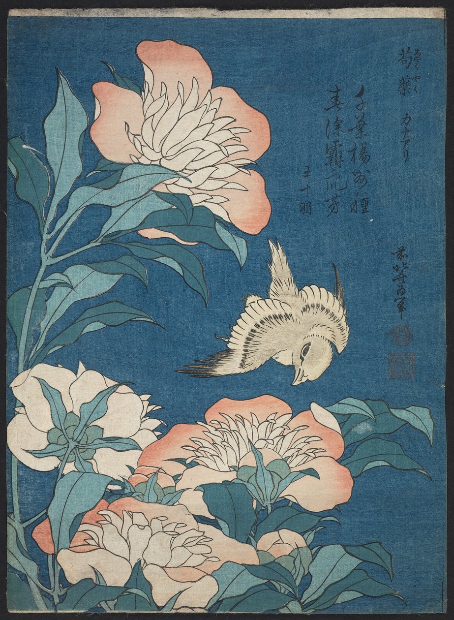 Pfingstrosen und Kanarienvogel (Shakuyaku, kanaari), aus einer unbetitelten Serie bekannt als Kleine Blumen von Katsushika Hokusai