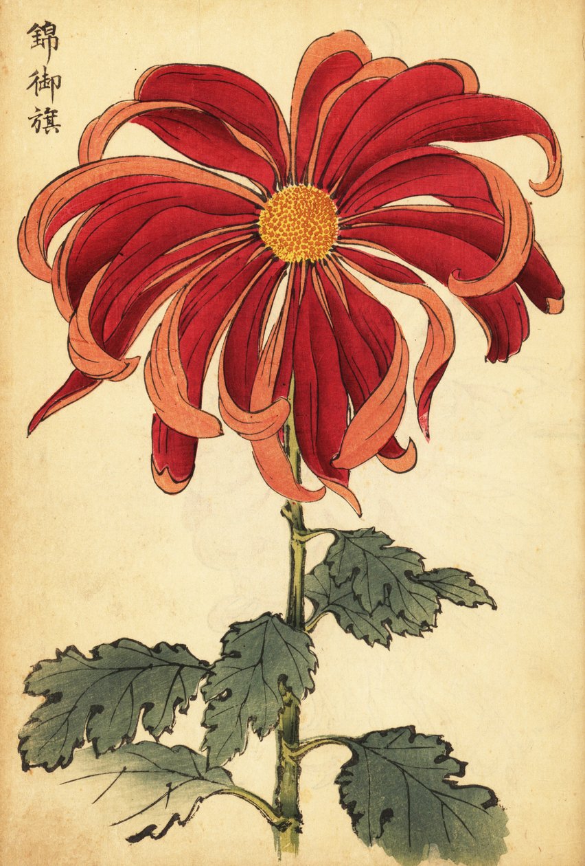 Hybride scharlachrote und rosa Chrysantheme (Kupferstich) von Keika Hasegawa
