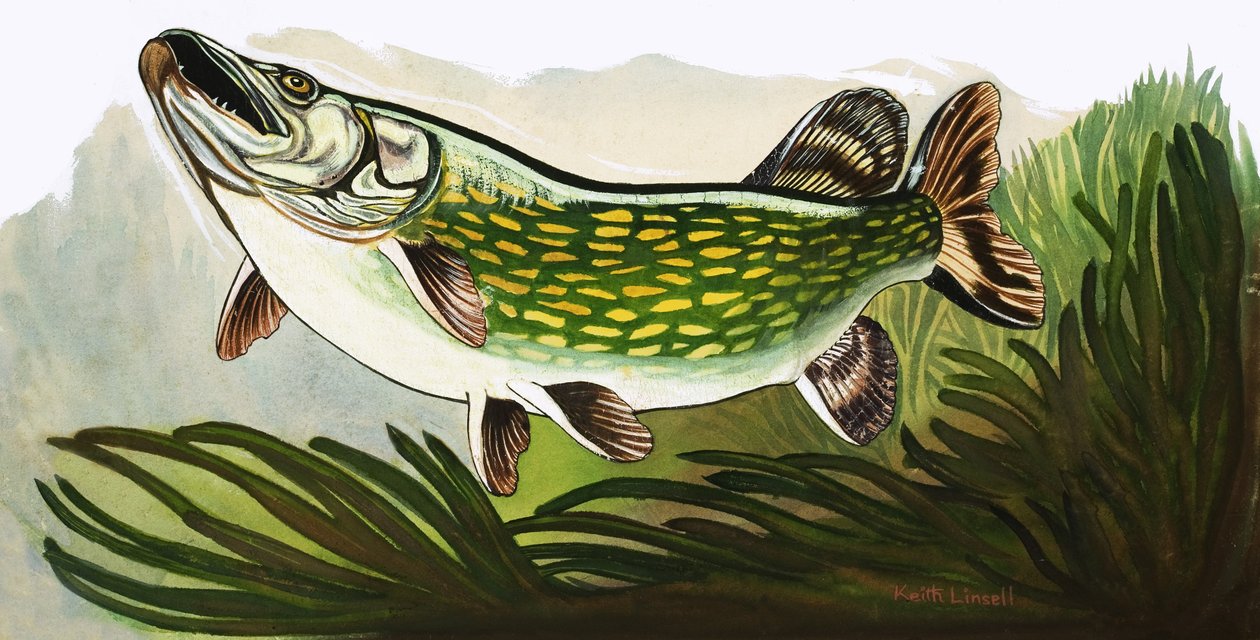 Lass uns Fische beobachten: Der Hecht von Keith Linsell