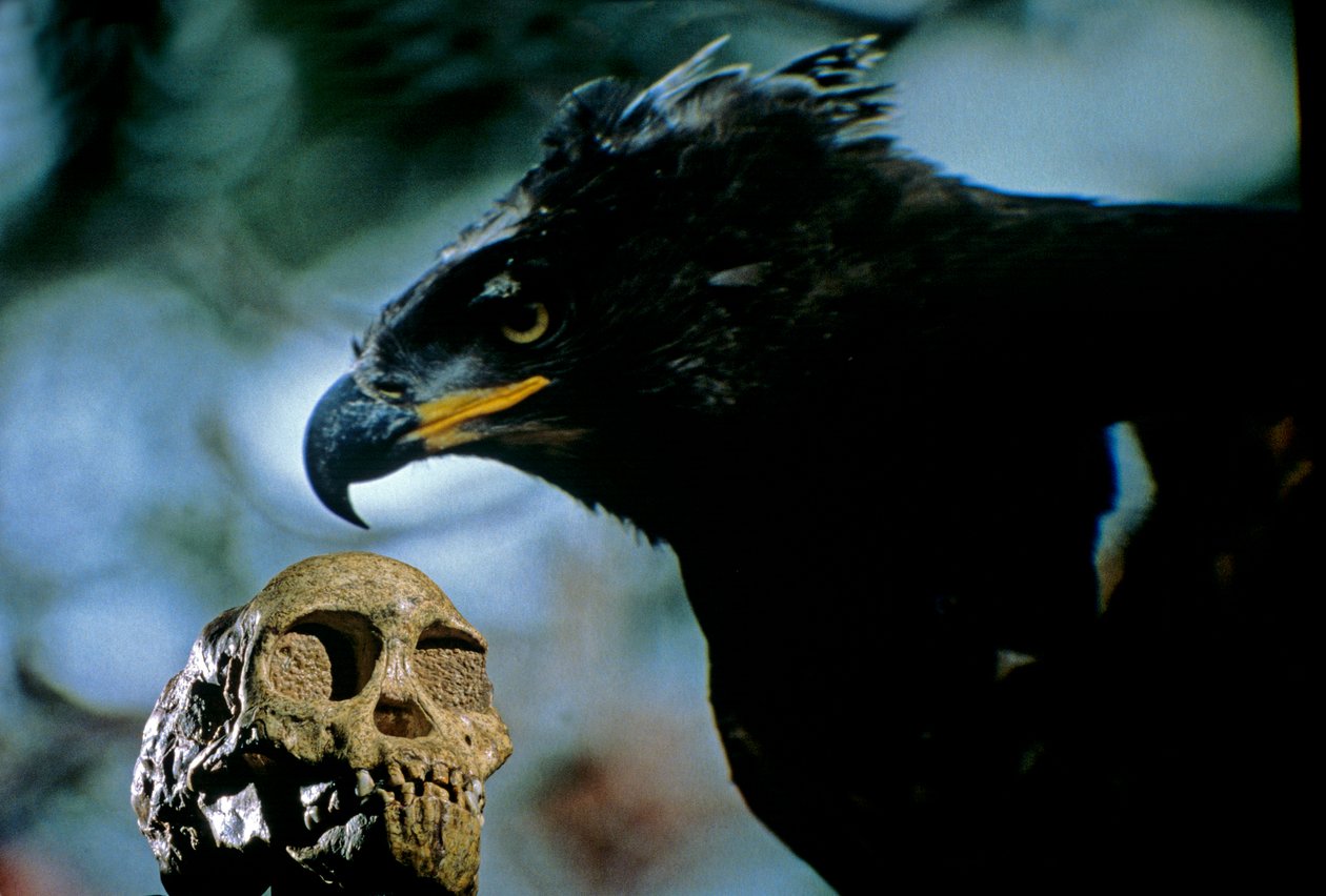 2,5 Millionen Jahre alt, Der Taung-Kind-Schädel mit dem Bild eines modernen afrikanischen Kronenadlers, 2008 (Foto) von Kenneth Garrett