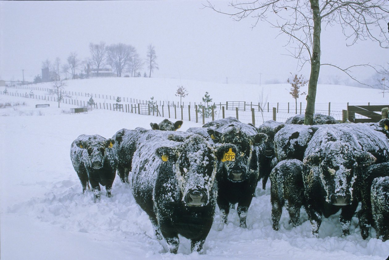 Rinder, Fauquier County, VA, Winter, Schnee, 2006 (Foto) von Kenneth Garrett