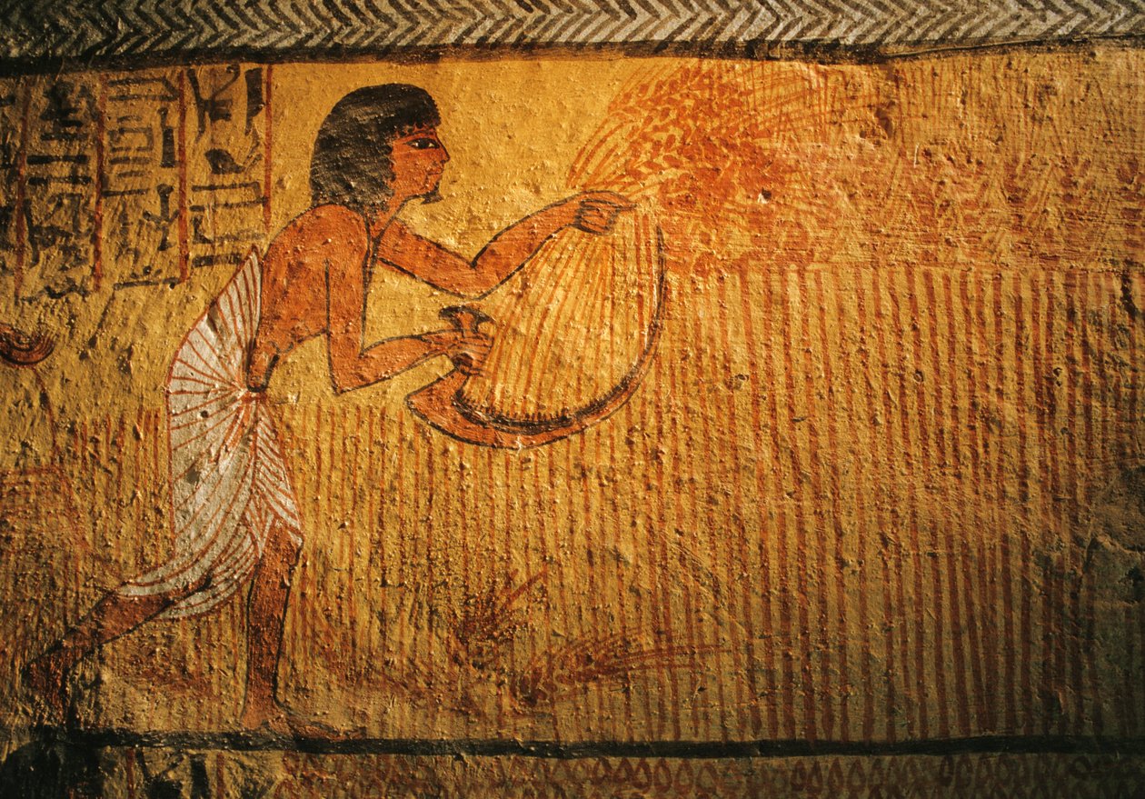 Ernte von Weizen, Grab des Sennedjem, Deir el Medina, 2003 (Foto) von Kenneth Garrett