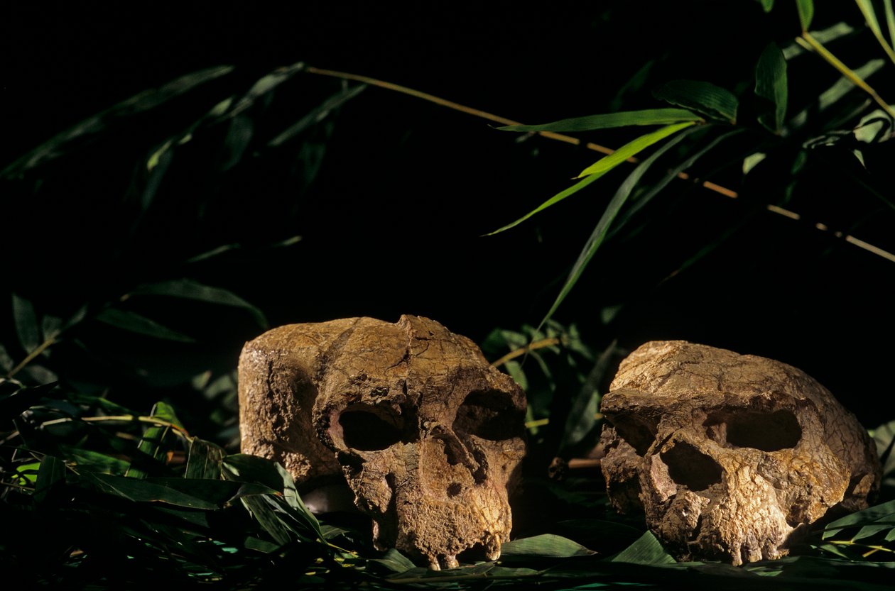 Schädel aus Yunxian, Zhoukoudian-Höhle, China, 2008 (Foto) von Kenneth Garrett