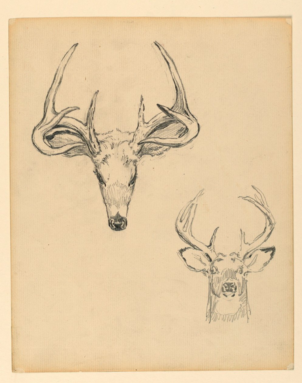 Studie eines Hirschkopfes von Kenyon Cox