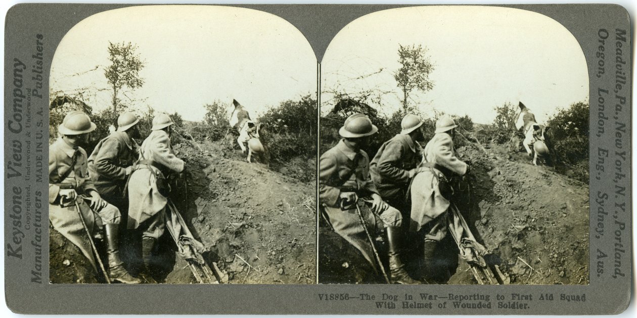 Hund meldet sich bei der Erste-Hilfe-Gruppe mit dem Helm eines verwundeten Soldaten von Keystone View Company