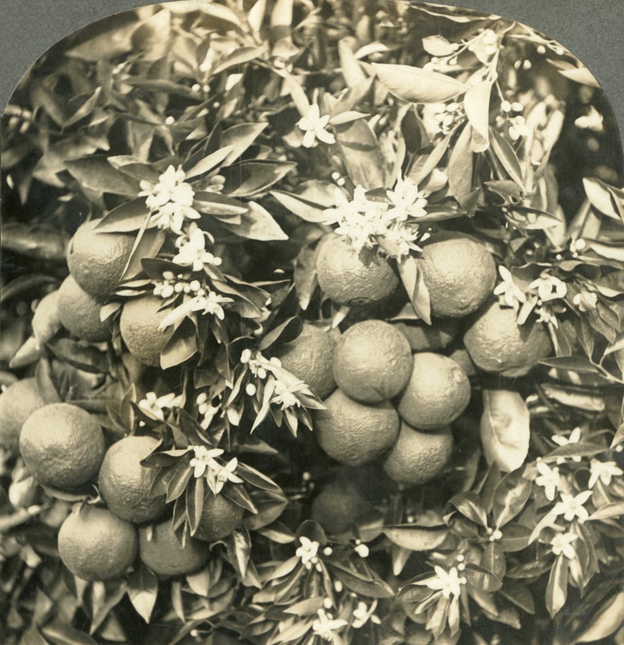 Orangenblüten und reife Orangen am selben Baum, Kalifornien, um 1900 von Keystone View Company