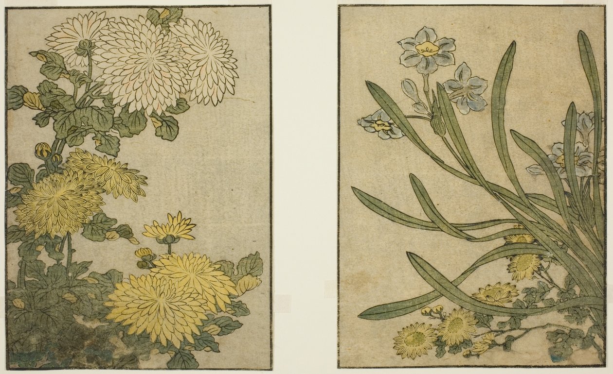 Chrysantheme und Narzisse, aus dem illustrierten Buch "Bilderbuch: Blumen der vier Jahreszeiten (Ehon shiki no hana)," Bd. 2 von Kitagawa Utamaro