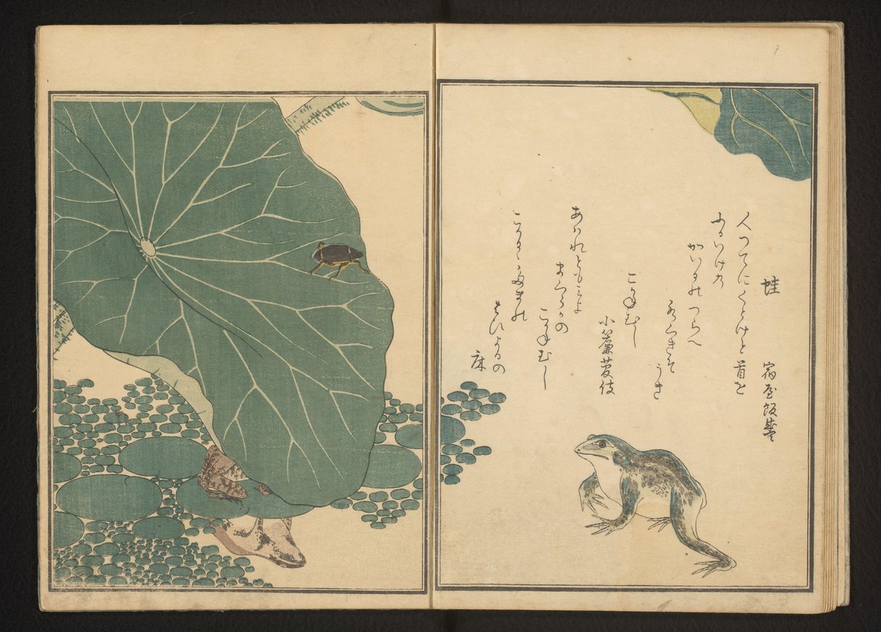 Frösche und Goldkäfer in der Nähe von Lotus von Kitagawa Utamaro