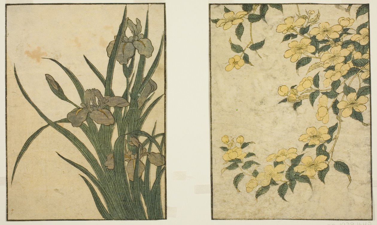 Kerria und Iris, aus dem illustrierten Buch "Bilderbuch: Blumen der vier Jahreszeiten (Ehon shiki no hana)," Bd. 1 von Kitagawa Utamaro