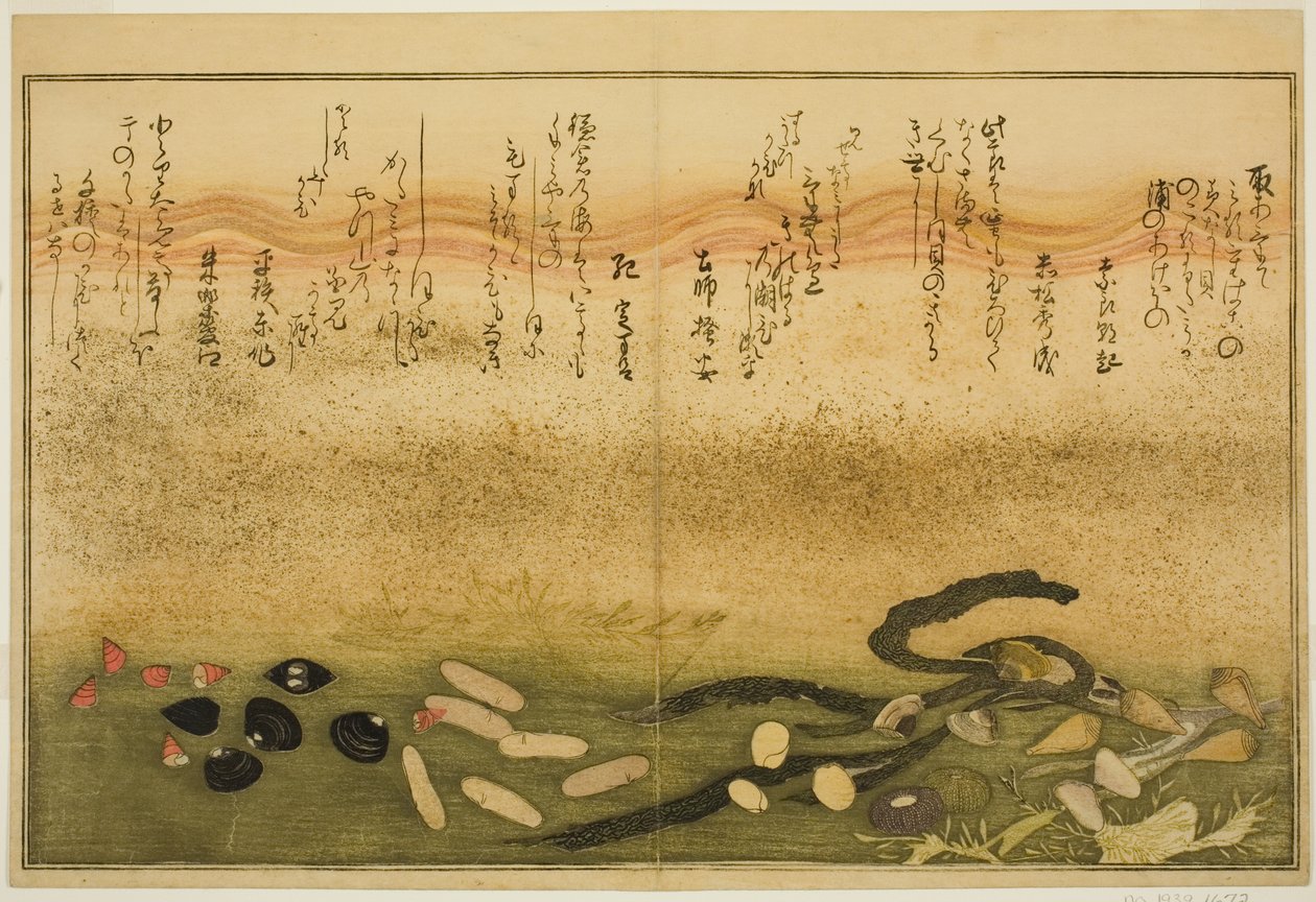 Minashi-gai, shio-gai, katatsu-gai, miso-gai, chijimi-gai und chigusa-gai, aus dem illustrierten Buch "Geschenke der Ebbe (Shiohi no tsuto)" von Kitagawa Utamaro