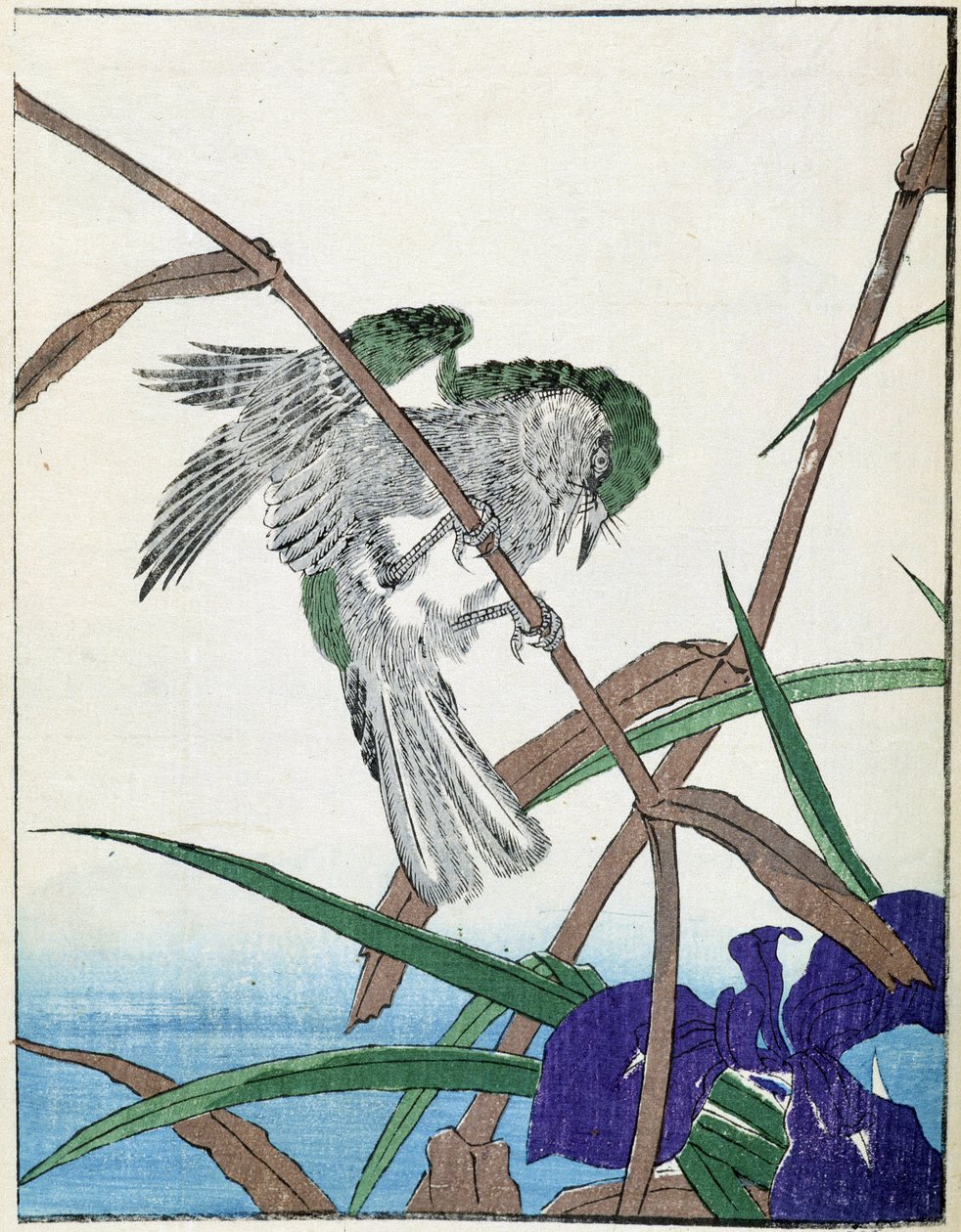Vogel auf einem Baum. Japanische Zeichnung von Kitao Kosuisai von Kitao Shigemasa