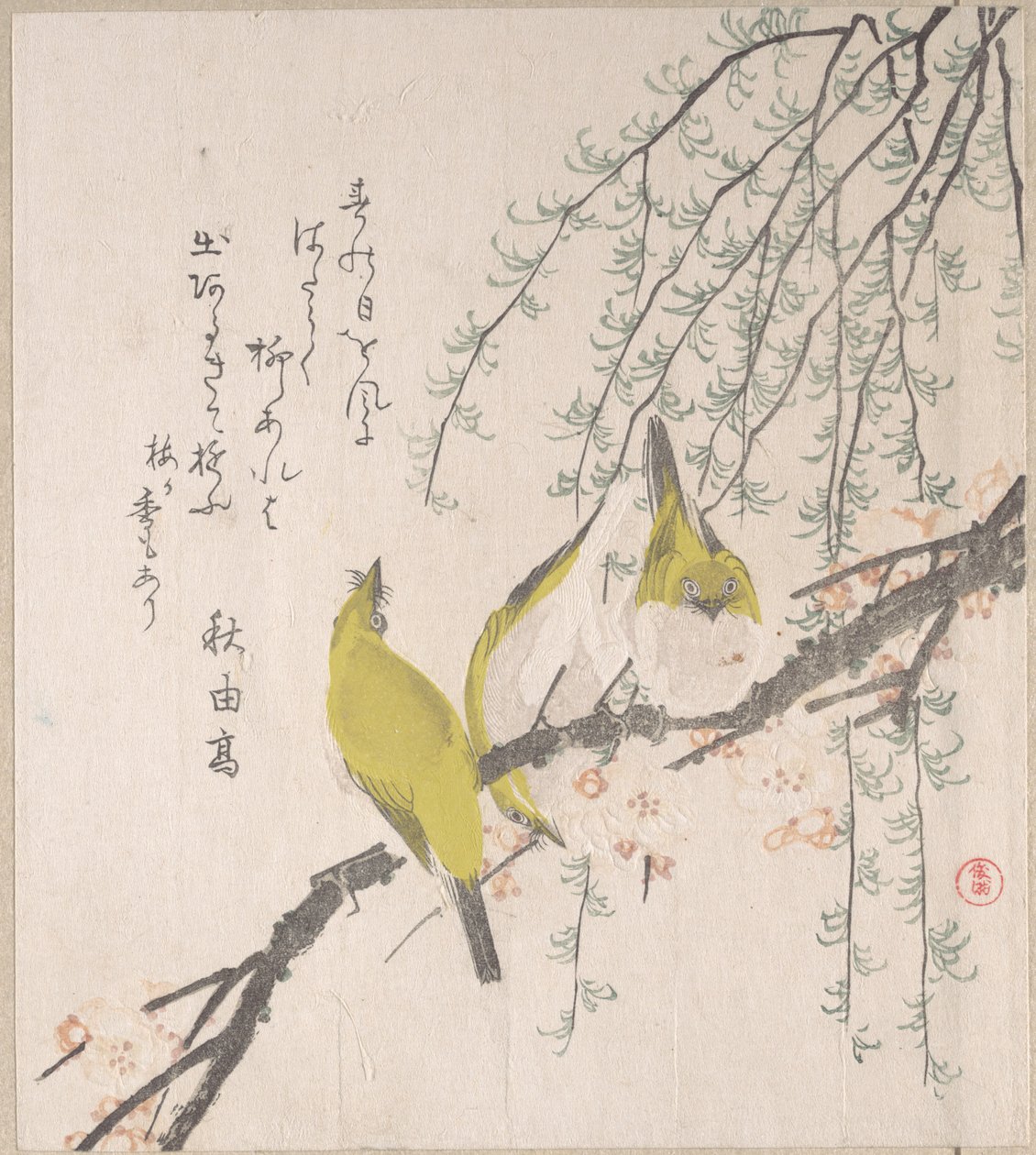Japanische Weißaugen mit Pflaumenbaum und Weide, aus dem Frühlingsregen-Surimono-Album (Harusame surimono-jō, Bd. 3) von Kubo Shunman