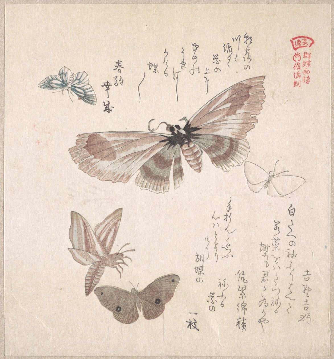 Verschiedene Motten und Schmetterlinge von Kubo Shunman